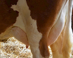 Diese VOLLGAS PS-Tochter wird eine 100-Tage Leistung von über 3.700 kg Milch erreichen!